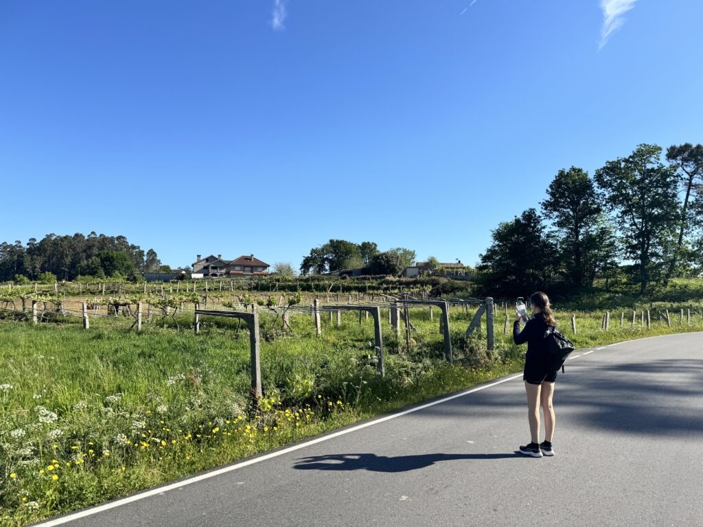 Views of a field on the Portuguese Route of the Camino